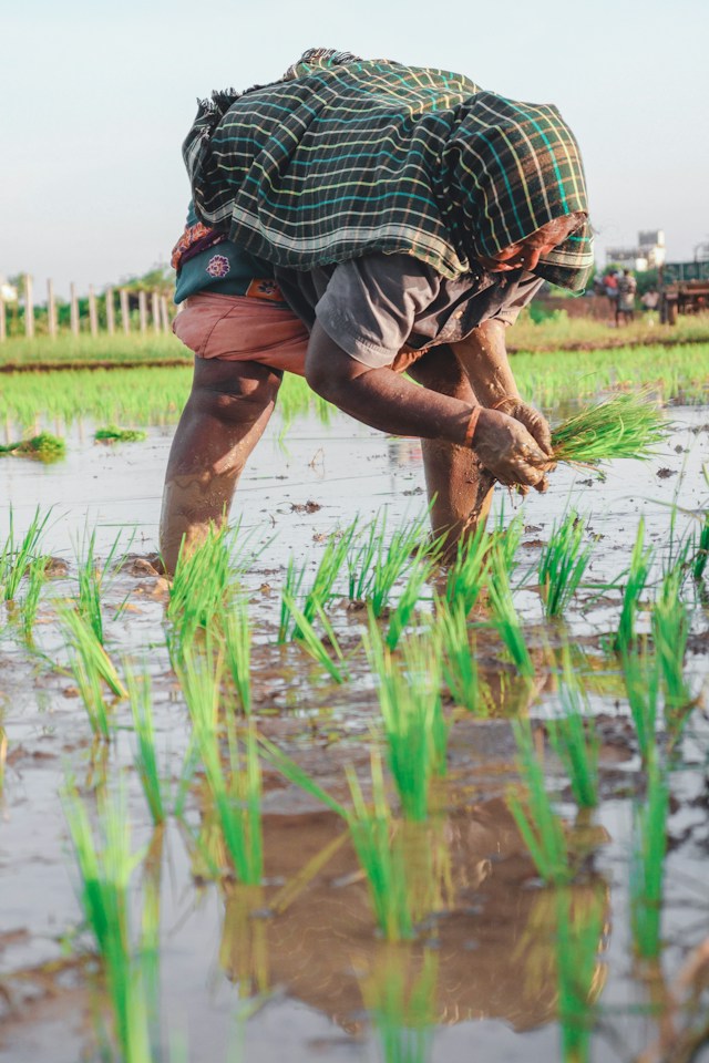 Farmers working in agricultural field